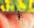 Amazonas corre alto risco de epidemia por dengue